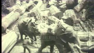 Teak trees being felled in Burma 1950s Film 90688 [upl. by Ainollopa]