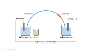 Capillary Electrophoresis Part 2 Instrumentation amp Electroosmotic Flow [upl. by Sivad14]