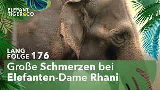 Sorgen um Elefantendame Rhani Langfolge 176  Elefant Tiger amp Co  ARD [upl. by Suiluj902]