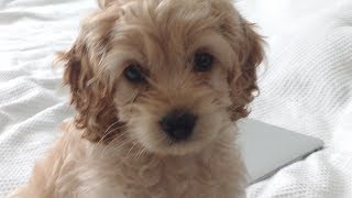 NEW COCKAPOO PUPPY 8 weeks old [upl. by Ayahsal]