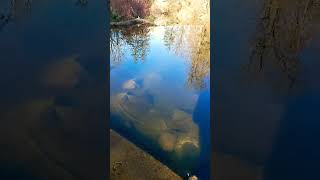 Waterfall mill pond milton Ontario canada niagarafalls millpond milton [upl. by Uzzial]