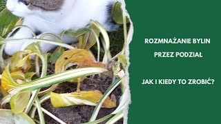 Jesienne prace w ogrodzie Rozmnażanie bylin przez podział [upl. by Ardnuaed]