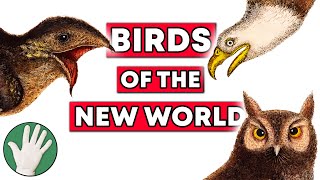 Birds of the New World  Objectivity 94 [upl. by Esaertal]