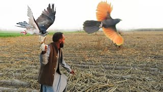 Amazing falconry by jura and shikra  eagle hunting Shikra hunting Part 61  Raptors Today [upl. by Ynatirb17]