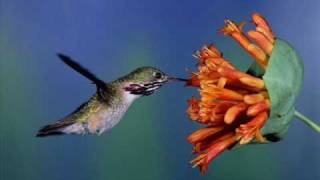 Eugene Magalif Евгений Магалиф COLIBRI Hummingbird for Flute amp String Orchestra [upl. by Adimra482]