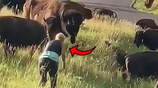 Woman Picks Fight With Bison Yellowstone Tourists Are Idiots [upl. by Eisenstark]