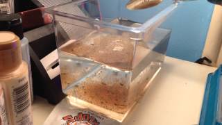 Growing Triops Day 5 [upl. by Salesin]