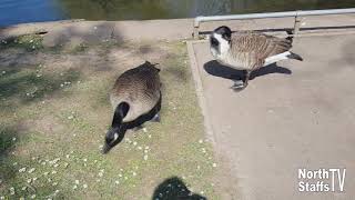 Wildlife  Longton Park Queens Park  Ducks  21042019 [upl. by Kcirdlek]