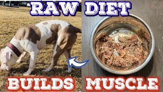 Build MUSCLE on your Pit Bull fast with this easy Raw Diet [upl. by Pillyhp]