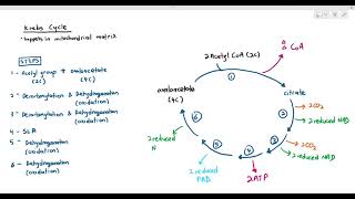 127 Krebs Cycle Cambridge AS A Level Biology 9700 [upl. by Skill]