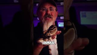 How BIG do Ball Pythons get ballpythons royalpythons petsnake [upl. by Ianahs752]