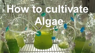 How to Grow Algae with high yield [upl. by Aivalf]