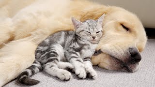 Adopted Kitten Cant Sleep Without Her Golden Retriever Best Friend [upl. by Mellisa247]