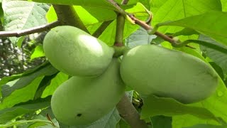 Paw Paw Asimina triloba The Largest American Fruit [upl. by Eylloh]