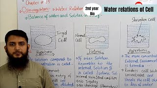 Hypotonic hypertonic and isotonic  Osmoregulation  Class 12 [upl. by Astrea257]