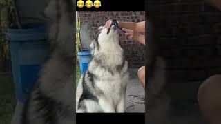 😂😂😂dogsfunny funny shortsviral animals doglover dog [upl. by Ogeid]