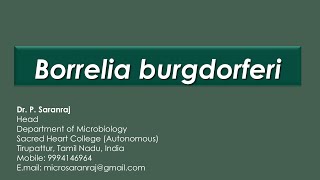 Borrelia burgdorferi [upl. by Chrisman274]