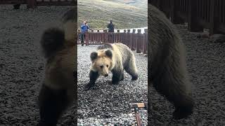 Discover the majestic beauty of the Sapu Mountain Tibetan Brown Bear [upl. by Trilbee]