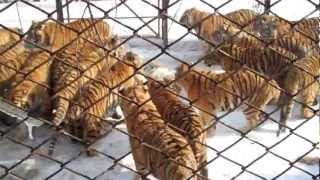 Young Siberian tiger fends off 20 adults Brave fella Harbin China  Siberian Tiger Park [upl. by Anait695]