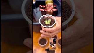 Rose Plant 🌹ROOTS update [upl. by Darrey]