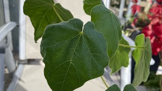 Sterculia africana repot  7th October 2024 [upl. by Zeni223]