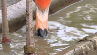 Caribbean Flamingo Eating Up Close [upl. by Mikkel]