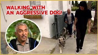 How to build trust with an aggressive dog  Cesar 911 [upl. by Elyrad]