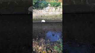 SlowMotion Little Egret Bird Flight [upl. by Niriam]