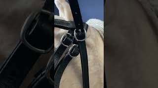 As requested Tacking up truffle KavedKarousel horse lemieux rp equestrian pony hobbyhorse [upl. by Anwahs]