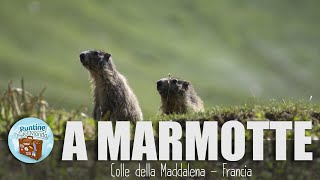 A caccia di Marmotte  Colle della Maddalena Francia [upl. by Crifasi]