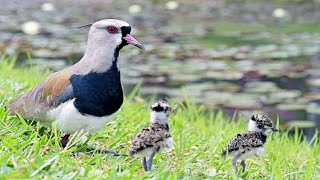 Spurwinged lapwing incubating eggs  baby lapwing walking and enjoying with its parents [upl. by Eizzo]