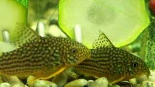 My Corydoras sterbai blinking [upl. by Christyna290]