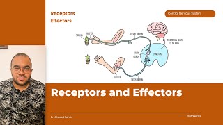 Nerve Endings Receptors and Effectors [upl. by Hasina]