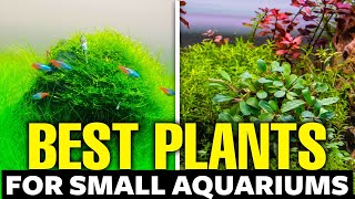 11 Best Plants for Small Aquariums 🌿 [upl. by Arocahs]