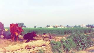 Kandore Village  Mera Des Hove Punjab [upl. by Akenal454]