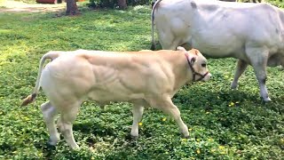 75 days old calf amp 18 years old cow  Piemontese breed [upl. by Asiel561]