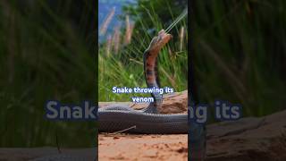 Spitting cobra 🔥 shorts venomous snake wildlife animals snakevideo youtubeshorts nature yt [upl. by Glory]