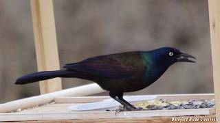 Common Grackle closeups and calls [upl. by Mushro913]