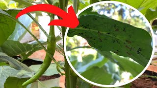 How to get rid of Aphids on chilli plants [upl. by Kila]