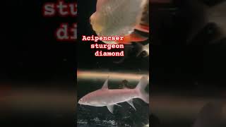 Acipenser sturgeon diamond music catfishfarming fish predatorfishmusic kaviar [upl. by Hall]