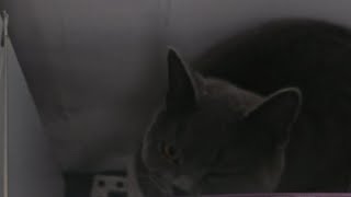 Sunday afternoon with Luna cat britishblue live [upl. by Erkan783]