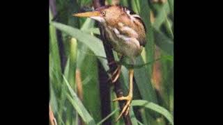 Bittern Bird Call [upl. by Renferd]