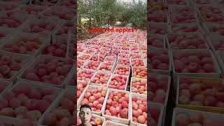 juicy sweet red fuji apples satisfying agriculture fruit amazing [upl. by Helprin]