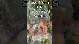 How to PLANT Pawpaw seed Paw Paw Asimina triloba Keep it Simple pawpaw garden gardening [upl. by Aitahs]