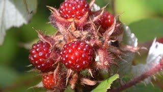 Rubus phoenicolasius Japanese Wineberry [upl. by Lehpar779]