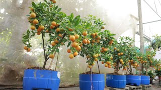 Method of growing kumquat and lemon from branches at home for lots of fruit [upl. by Larisa]