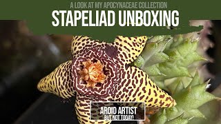 Stapeliad unboxing  Not aroids but some weird plants in the Apocynaceae family [upl. by Kirt]