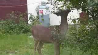 Ontario Whitetail Deer  Rainy River Spike Buck Harris Hill Resort [upl. by Evadnee45]