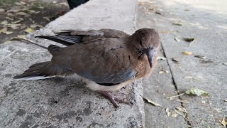 Cuckoo bird feeding  birds birdvideo [upl. by Yelrac]