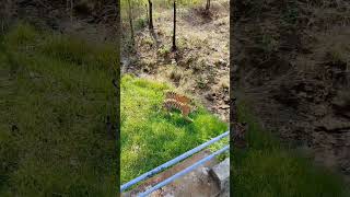 Tadoba  chota matka  Tiger king shorts viralvideo tadoba [upl. by Heber46]